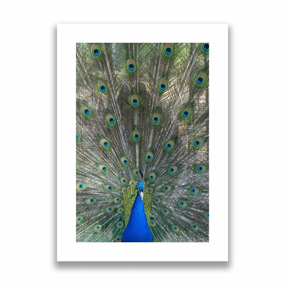 Pfau Poster