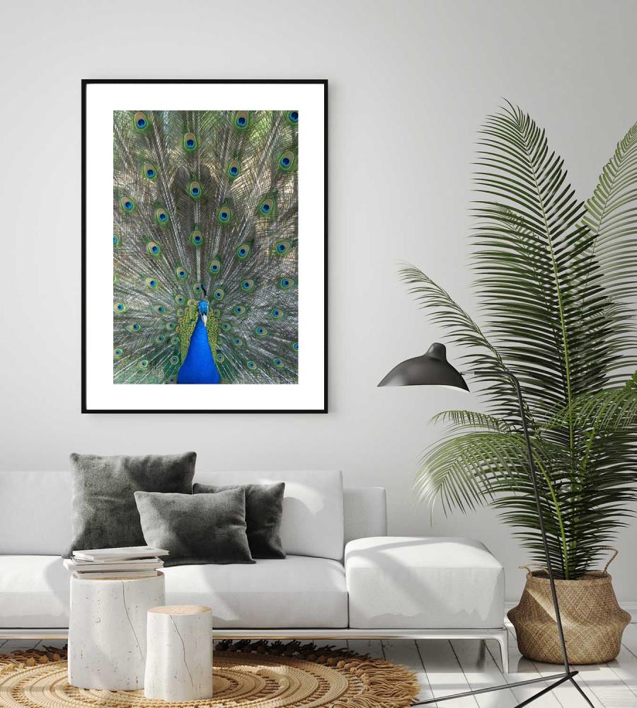 Pfau Poster
